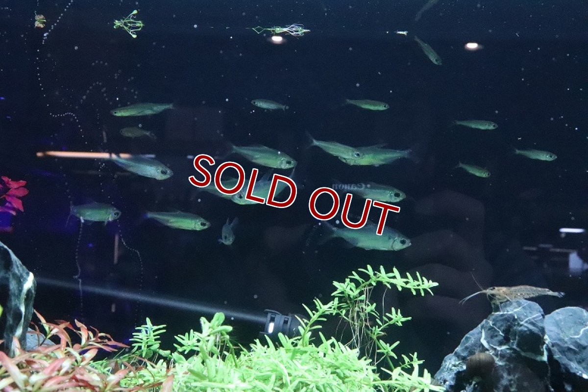 画像5: 【淡水魚】【通販】爆安 訳あり ファンタスティックレインボーコンゴテトラ ワイルド【1匹 サンプル画像】（生体）(珍カラ)（熱帯魚）NKCK (5)