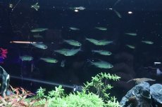 画像5: 【淡水魚】【通販】爆安 訳あり ファンタスティックレインボーコンゴテトラ ワイルド【1匹 サンプル画像】（生体）(珍カラ)（熱帯魚）NKCK (5)