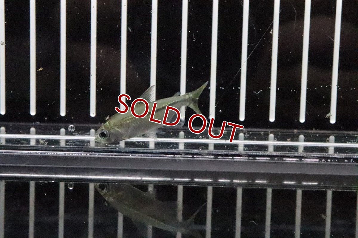 画像2: 【淡水魚】混じり 未記載種？コンゴテトラsp New sp ワイルド【1匹】（生体）(珍カラ)（熱帯魚）NKCK (2)