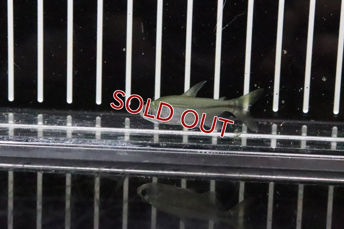 画像3: 【淡水魚】混じり 未記載種？コンゴテトラsp New sp ワイルド【1匹】（生体）(珍カラ)（熱帯魚）NKCK (3)