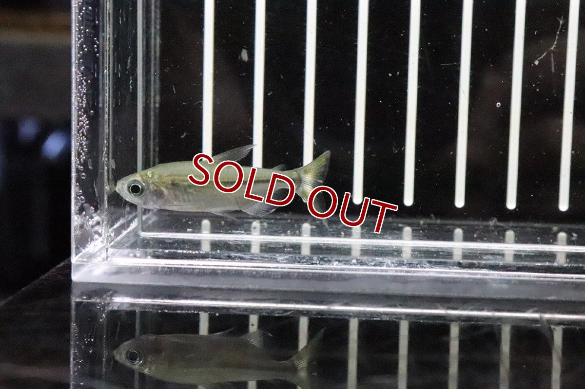 画像4: 【淡水魚】混じり 未記載種？コンゴテトラsp New sp ワイルド【1匹】（生体）(珍カラ)（熱帯魚）NKCK (4)