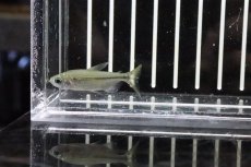 画像4: 【淡水魚】【通販】混じり 未記載種？コンゴテトラsp New sp ワイルド【1匹】（生体）(珍カラ)（熱帯魚）NKCK (4)