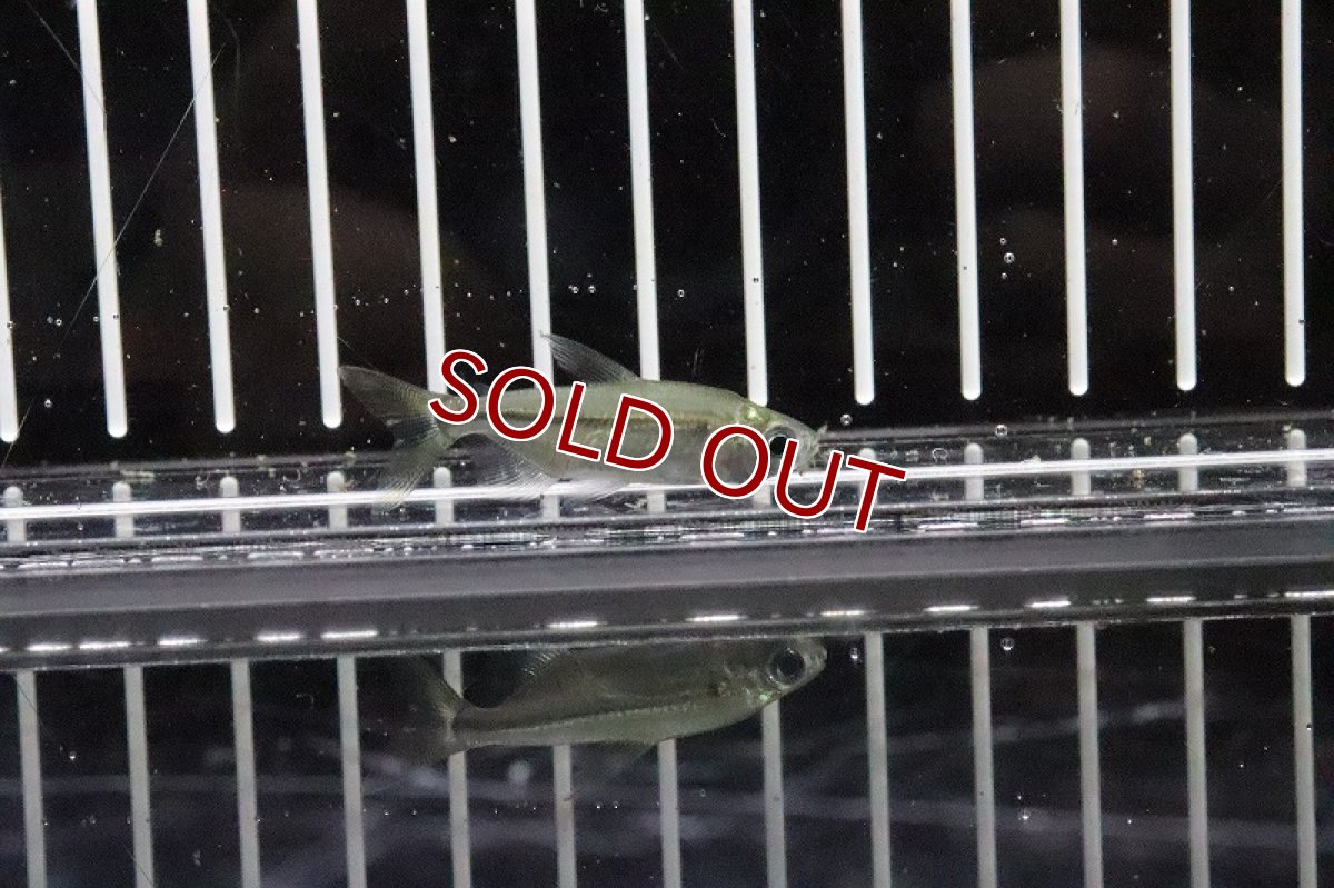 画像5: 【淡水魚】混じり 未記載種？コンゴテトラsp New sp ワイルド【1匹】（生体）(珍カラ)（熱帯魚）NKCK (5)