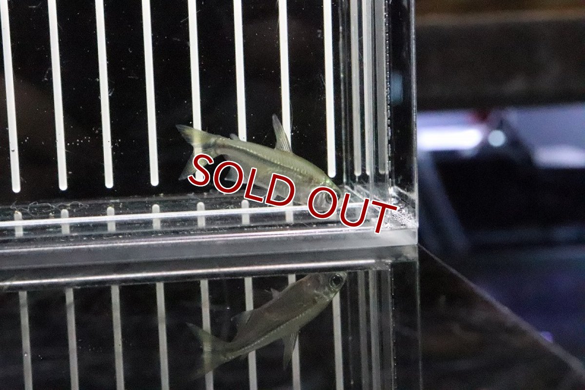 画像6: 【淡水魚】混じり 未記載種？コンゴテトラsp New sp ワイルド【1匹】（生体）(珍カラ)（熱帯魚）NKCK (6)