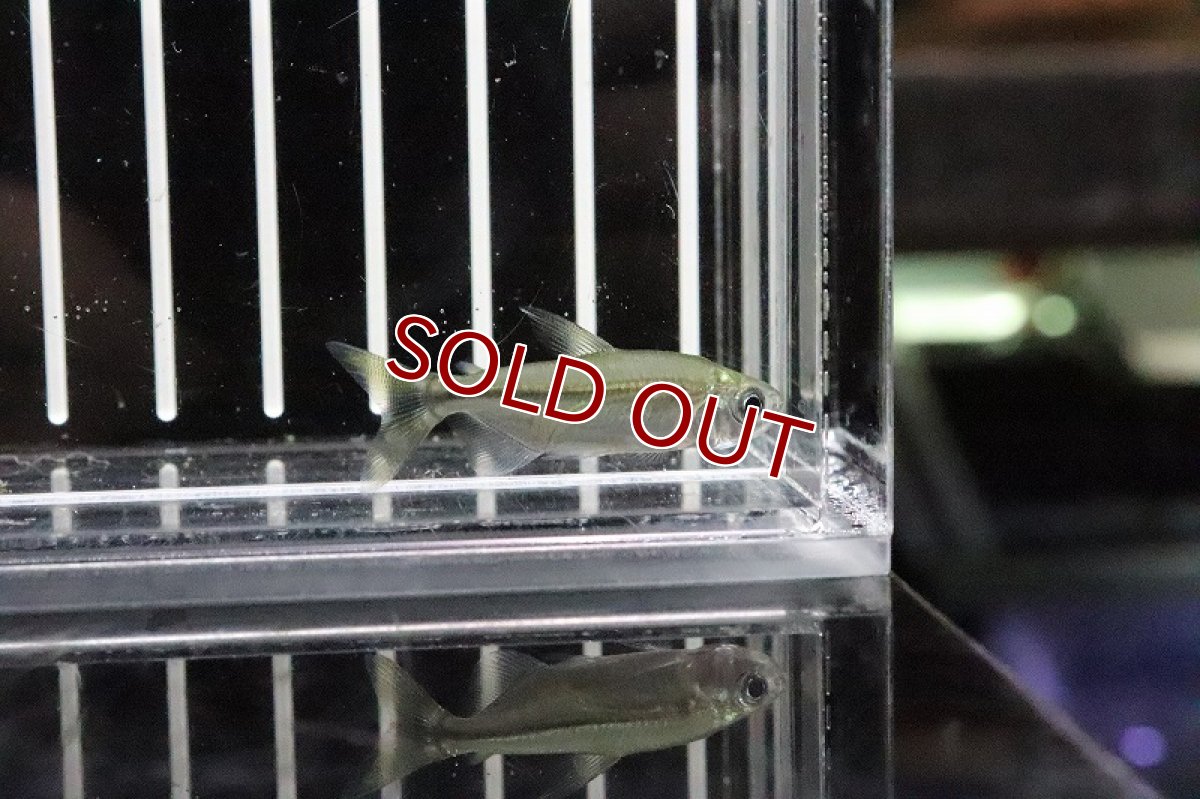 画像7: 【淡水魚】混じり 未記載種？コンゴテトラsp New sp ワイルド【1匹】（生体）(珍カラ)（熱帯魚）NKCK (7)