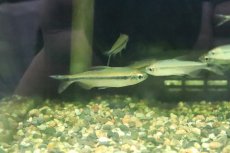 画像2: 【淡水魚】【通販】Lサイズ ブルーバックパラレルレッドチェリーコンゴテトラ ワイルド【1匹】(±6cm)（生体）(珍カラ)（熱帯魚）NKCK (2)