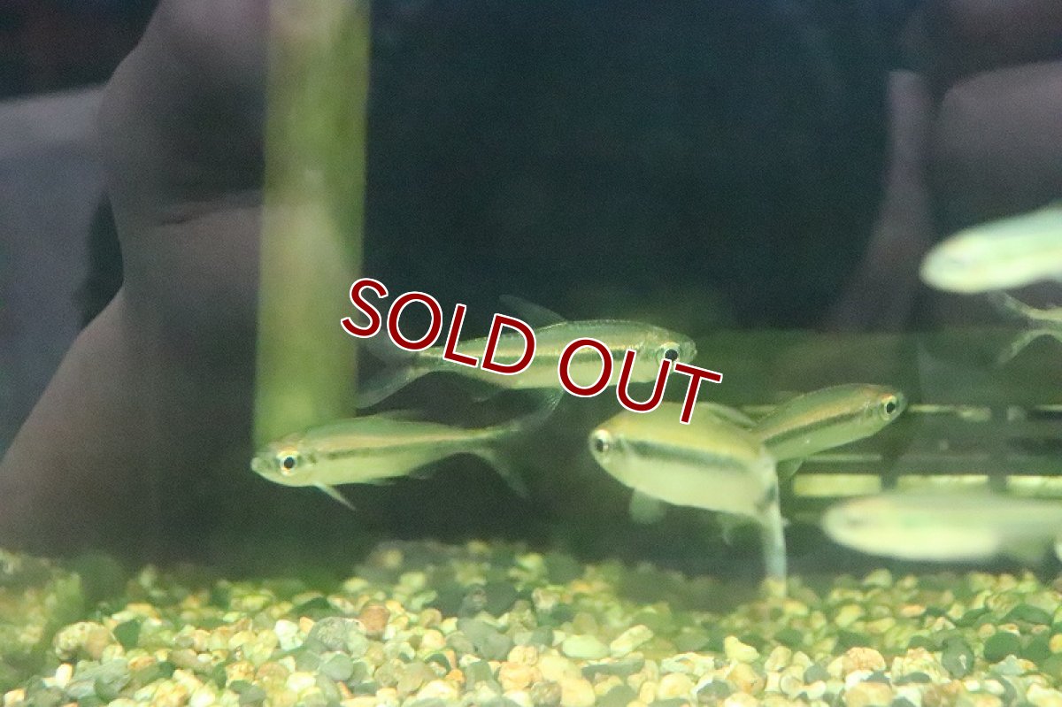 画像3: 【淡水魚】Lサイズ ブルーバックパラレルレッドチェリーコンゴテトラ ワイルド【1匹】(±6cm)（生体）(珍カラ)（熱帯魚）NKCK (3)