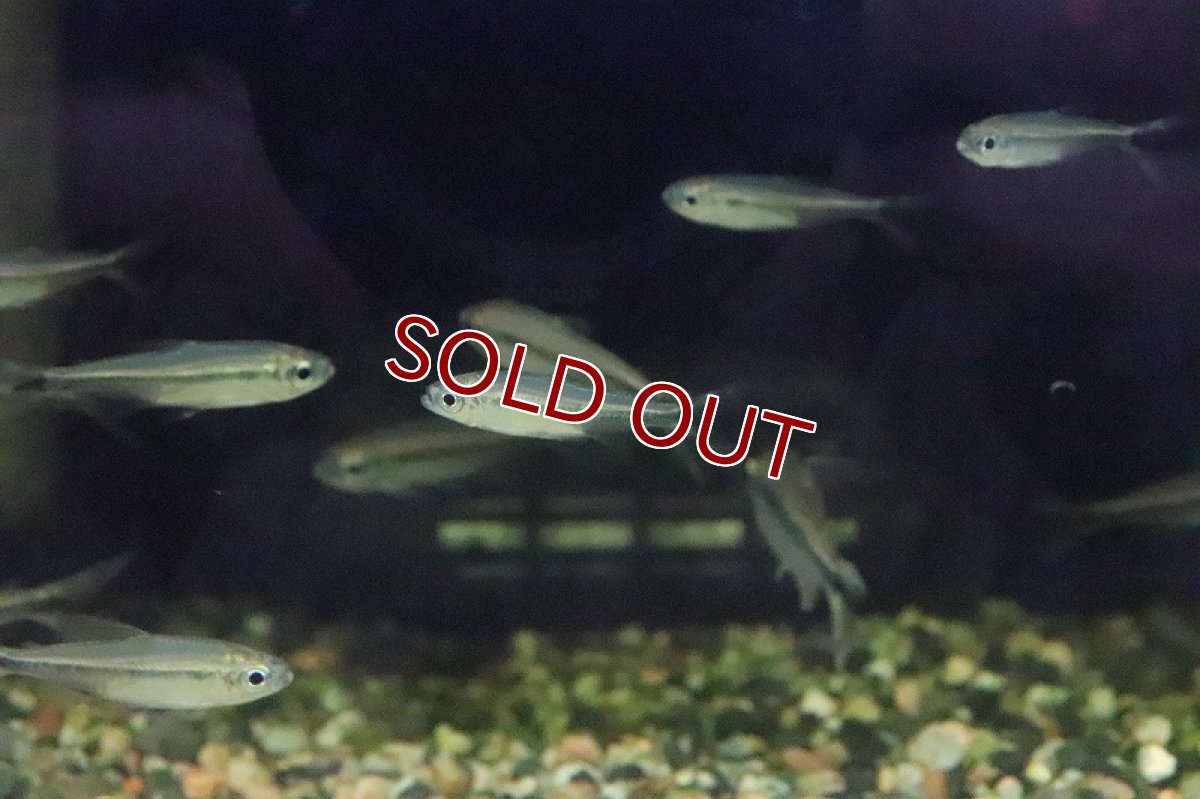 画像2: 【淡水魚】Mサイズ ブルーバックパラレルレッドチェリーコンゴテトラ ワイルド【1匹】(±3.5cm)（生体）(珍カラ)（熱帯魚）NKCK (2)