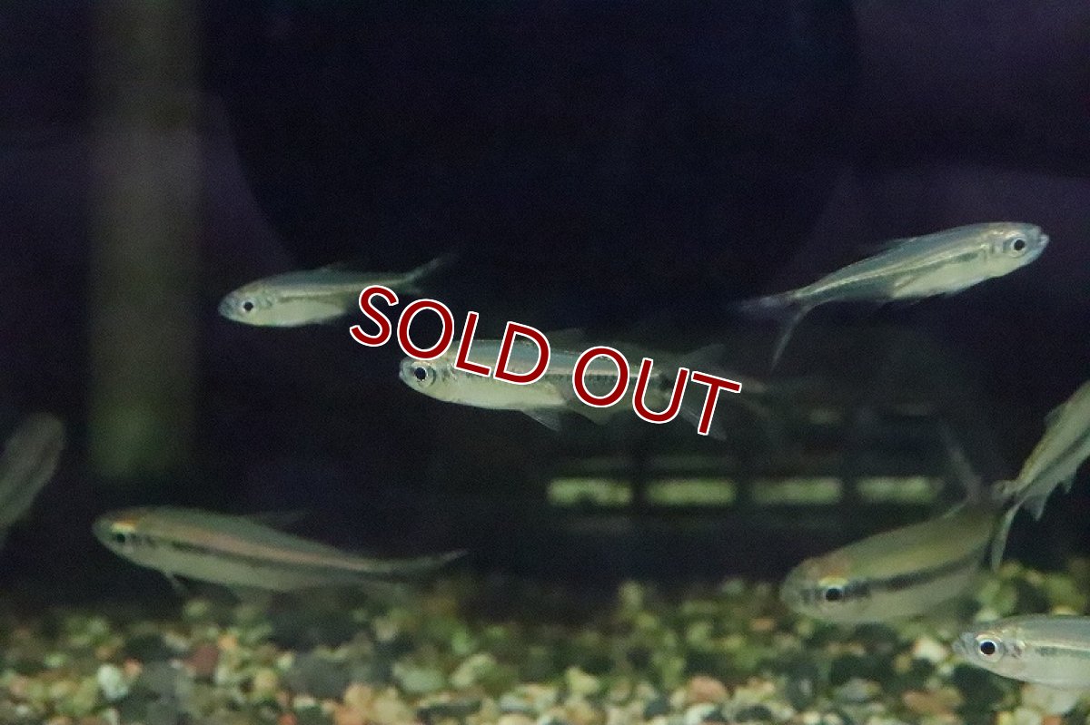 画像3: 【淡水魚】Mサイズ ブルーバックパラレルレッドチェリーコンゴテトラ ワイルド【1匹】(±3.5cm)（生体）(珍カラ)（熱帯魚）NKCK (3)