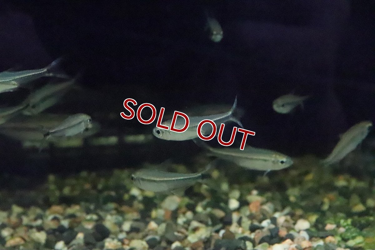 画像4: 【淡水魚】Mサイズ ブルーバックパラレルレッドチェリーコンゴテトラ ワイルド【1匹】(±3.5cm)（生体）(珍カラ)（熱帯魚）NKCK (4)