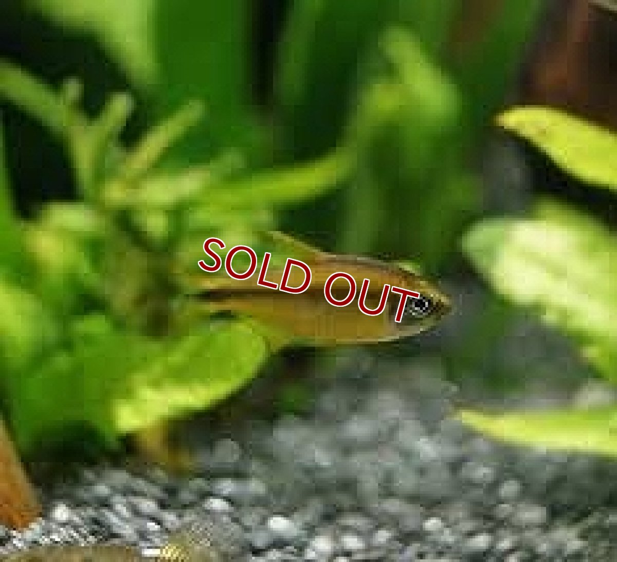 画像2: 【淡水魚】超大特価 スーパーイエローデビルテトラ ワイルド【1匹 サンプル画像】（生体）(珍カラ)（熱帯魚）NKCK (2)