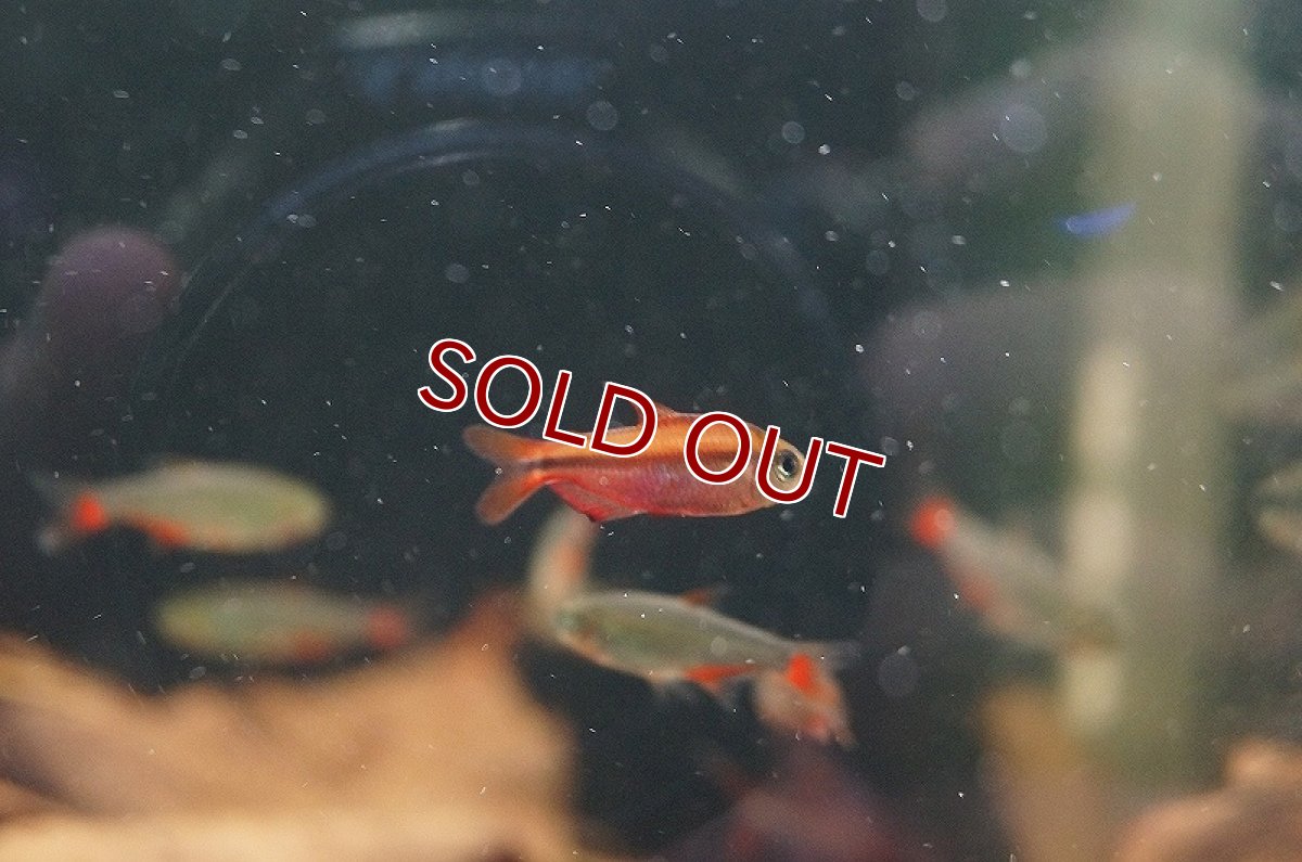 画像2: 【淡水魚】【通販】スーパーレッドデビルテトラ マットグロッソ産 ワイルド【1匹 サンプル画像】（生体）(珍カラ)（熱帯魚）NKCK (2)