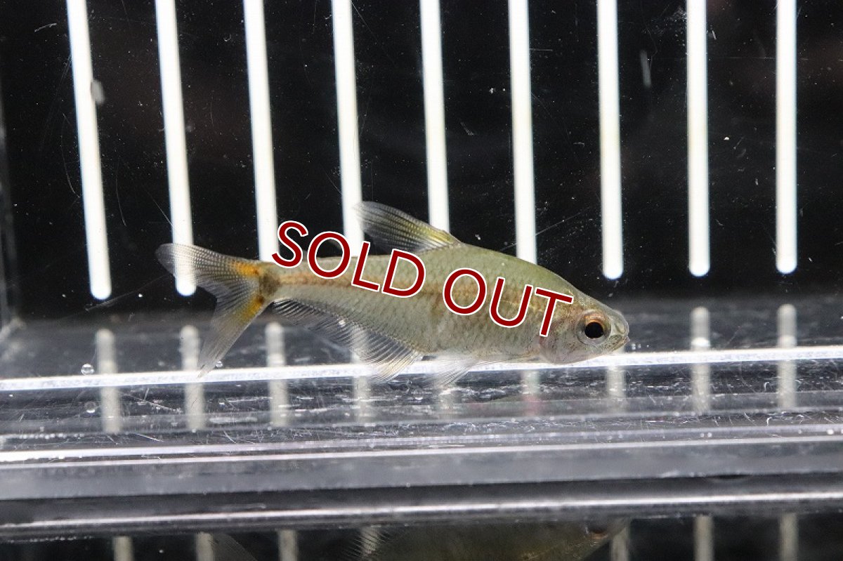 画像2: 【淡水魚】ヴィシカトゥルスsp リオクリスタリーノ ワイルド【1匹】（生体）(珍カラ)（熱帯魚）NKCK (2)