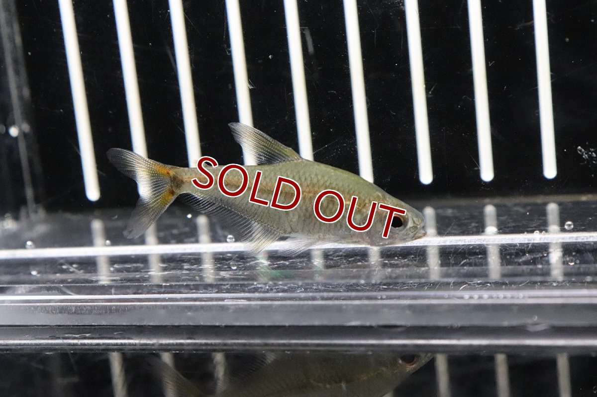 画像3: 【淡水魚】ヴィシカトゥルスsp リオクリスタリーノ ワイルド【1匹】（生体）(珍カラ)（熱帯魚）NKCK (3)