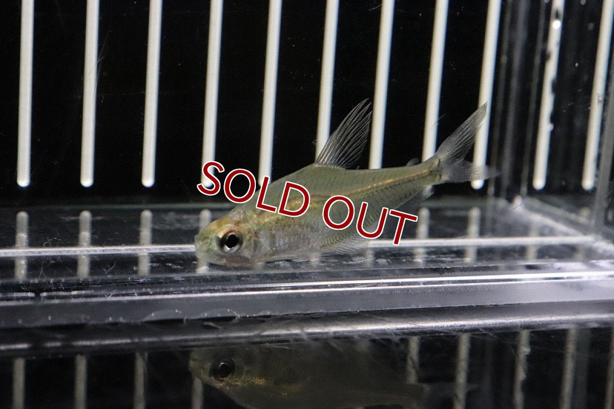 画像2: 【淡水魚】ヴィシカトゥルスsp リオジャマンシン ワイルド【1匹】（生体）(珍カラ)（熱帯魚）NKCK (2)