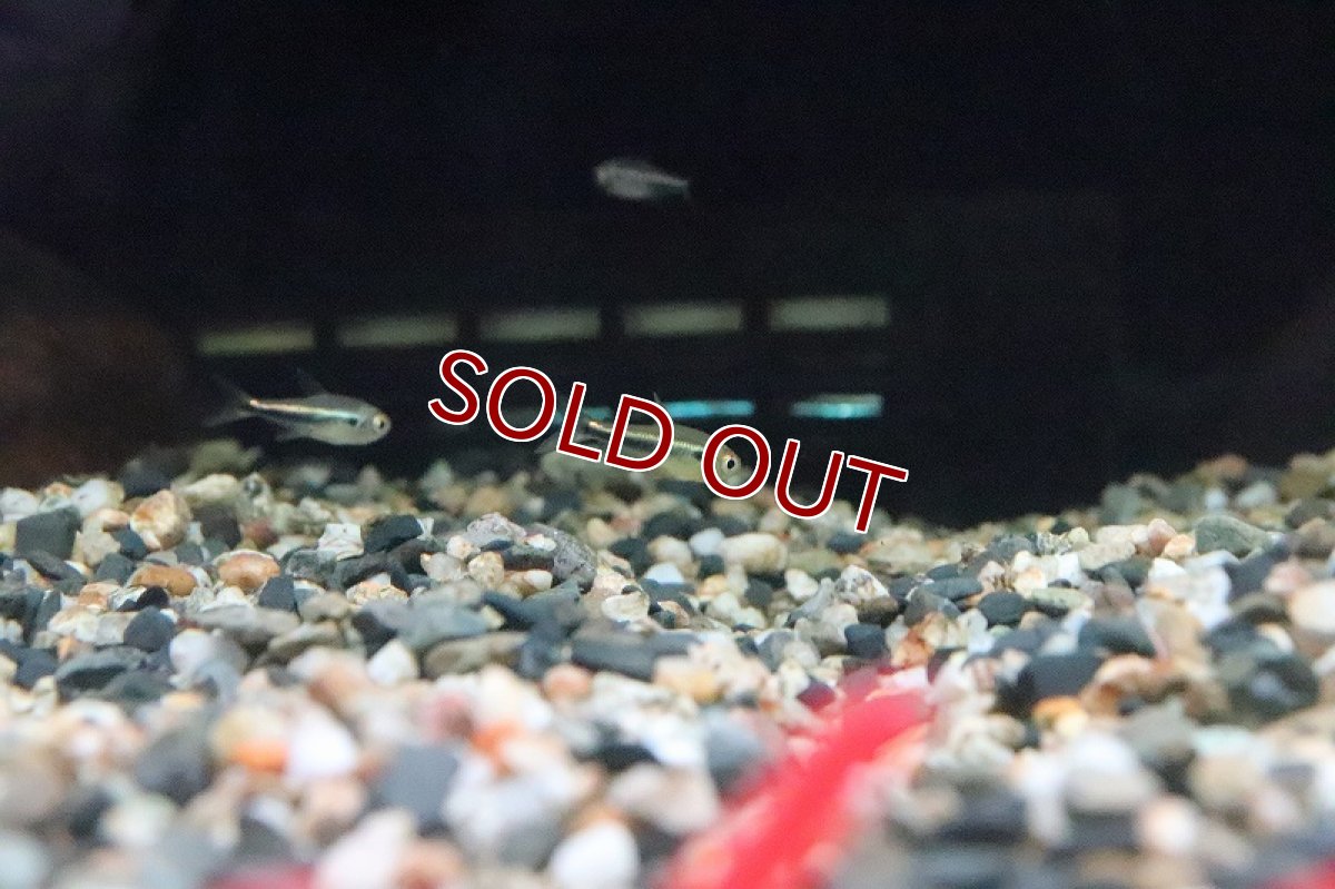 画像2: 【淡水魚】激レア ２年ぶり ニュービックリマークテトラ シングー産 ワイルド【1匹 サンプル画像】（生体）(珍カラ)（熱帯魚）NKCK (2)