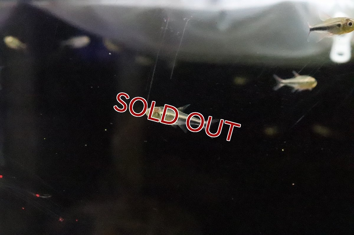 画像3: 【淡水魚】激レア ２年ぶり ニュービックリマークテトラ シングー産 ワイルド【1匹 サンプル画像】（生体）(珍カラ)（熱帯魚）NKCK (3)