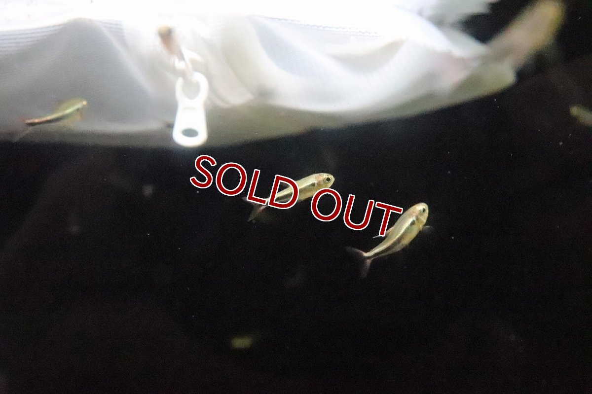 画像4: 【淡水魚】激レア ２年ぶり ニュービックリマークテトラ シングー産 ワイルド【1匹 サンプル画像】（生体）(珍カラ)（熱帯魚）NKCK (4)