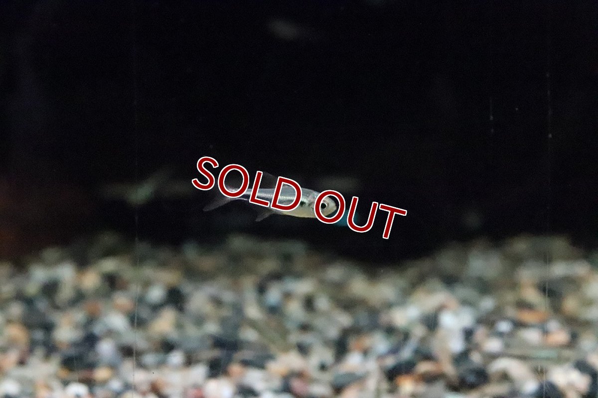 画像5: 【淡水魚】激レア ２年ぶり ニュービックリマークテトラ シングー産 ワイルド【1匹 サンプル画像】（生体）(珍カラ)（熱帯魚）NKCK (5)