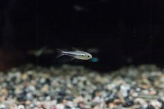 画像5: 【淡水魚】【通販】激レア ２年ぶり ニュービックリマークテトラ シングー産 ワイルド【1匹 サンプル画像】（生体）(珍カラ)（熱帯魚）NKCK (5)