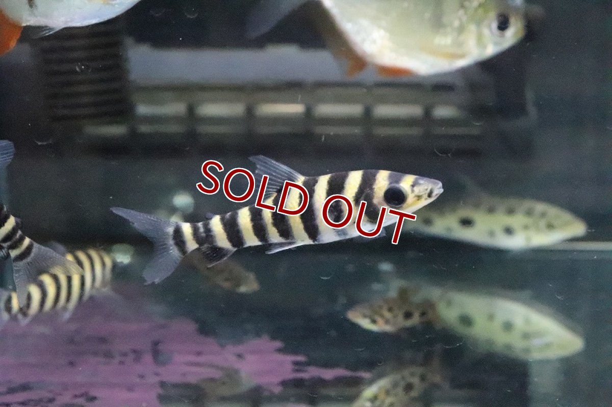 画像2: 【淡水魚】【通販】超激安 バンデットレポリヌス【1匹 サンプル画像】（生体）(珍カラ)（熱帯魚）NKCK (2)