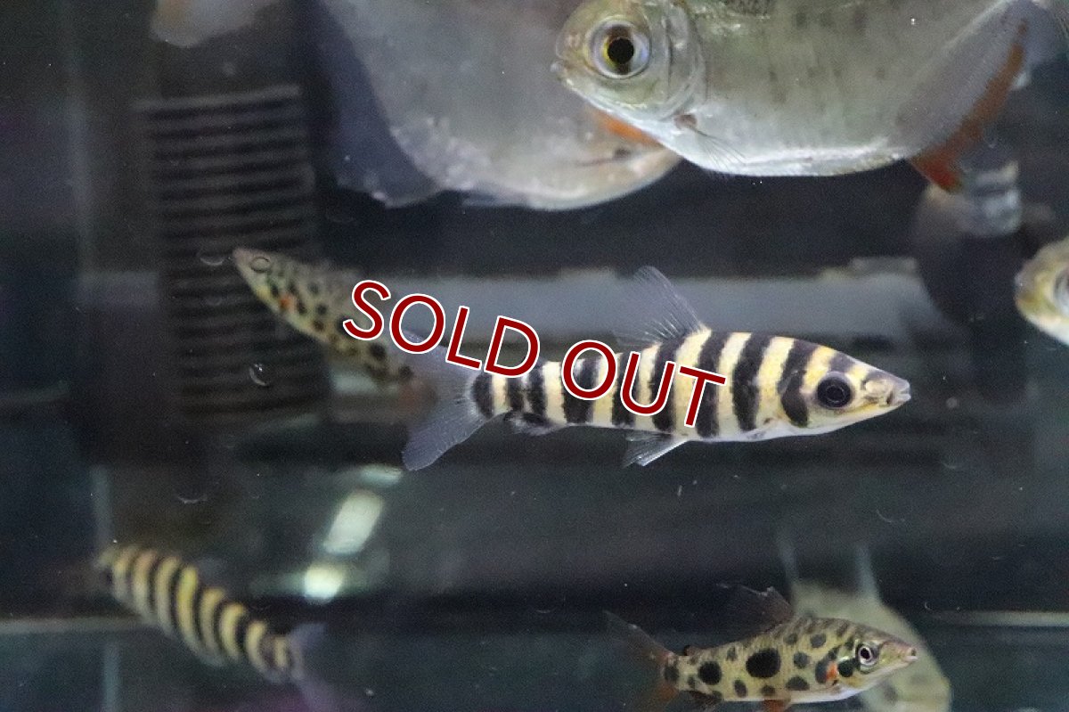 画像3: 【淡水魚】【通販】超激安 バンデットレポリヌス【1匹 サンプル画像】（生体）(珍カラ)（熱帯魚）NKCK (3)