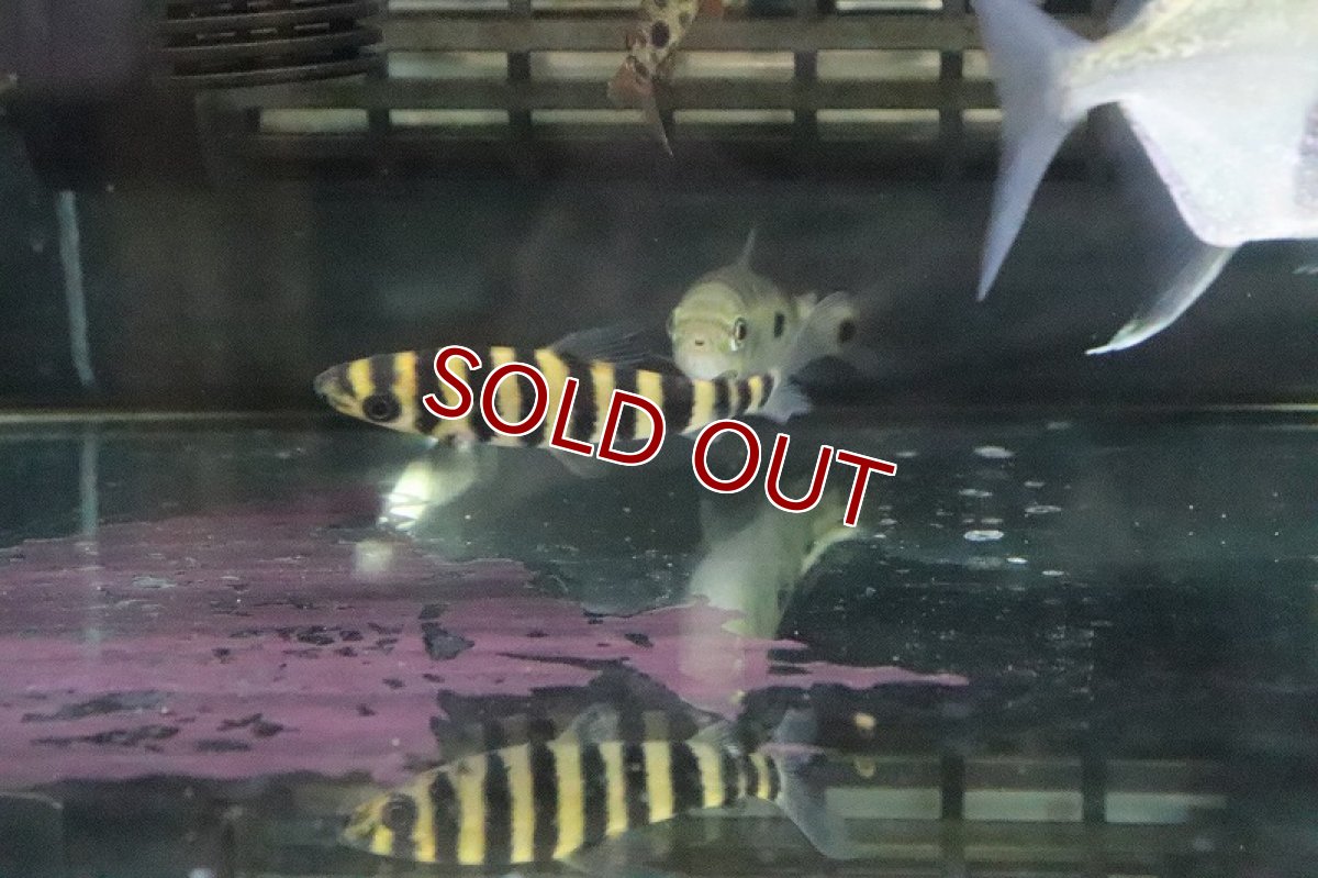 画像4: 【淡水魚】【通販】超激安 バンデットレポリヌス【1匹 サンプル画像】（生体）(珍カラ)（熱帯魚）NKCK (4)