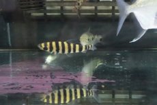 画像4: 【淡水魚】【通販】超激安 バンデットレポリヌス【1匹 サンプル画像】（生体）(珍カラ)（熱帯魚）NKCK (4)