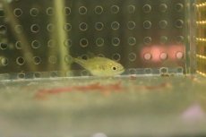 画像2: 【淡水魚】【通販】ピラニアspウルブー ワイルド【１匹】(±2cm)(大型魚)(生体)(淡水)NKO (2)