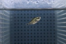 画像1: 【淡水魚】【通販】激安 ブラックピラニア ベビー【1匹 サンプル画像】(±2cm)(大型魚)(生体)(熱帯魚)NKO (1)