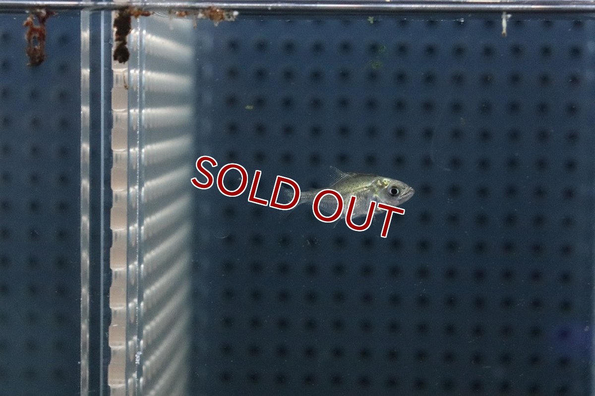 画像2: 【淡水魚】【通販】激安 ブラックピラニア ベビー【1匹 サンプル画像】(±2cm)(大型魚)(生体)(熱帯魚)NKO (2)