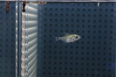 画像2: 【淡水魚】【通販】激安 ブラックピラニア ベビー【1匹 サンプル画像】(±2cm)(大型魚)(生体)(熱帯魚)NKO (2)