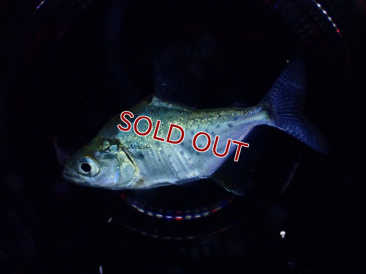 画像2: 【淡水魚】【通販】爆安 カタリーナピラニア【１匹 サンプル画像】(±4cm)(大型魚)(生体)(熱帯魚)NKO (2)