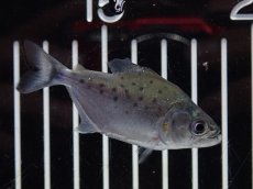 画像1: 【淡水魚】【通販】大特価 ホワイトピラニア【１匹 サンプル画像】(±5-6cm)(大型魚)(生体)(熱帯魚)NKO (1)