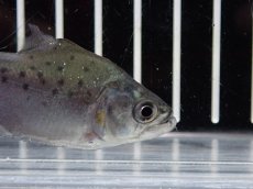 画像2: 【淡水魚】【通販】大特価 ホワイトピラニア【１匹 サンプル画像】(±5-6cm)(大型魚)(生体)(熱帯魚)NKO (2)