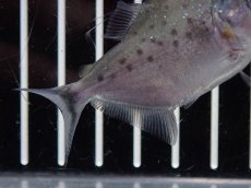 画像3: 【淡水魚】【通販】大特価 ホワイトピラニア【１匹 サンプル画像】(±5-6cm)(大型魚)(生体)(熱帯魚)NKO (3)
