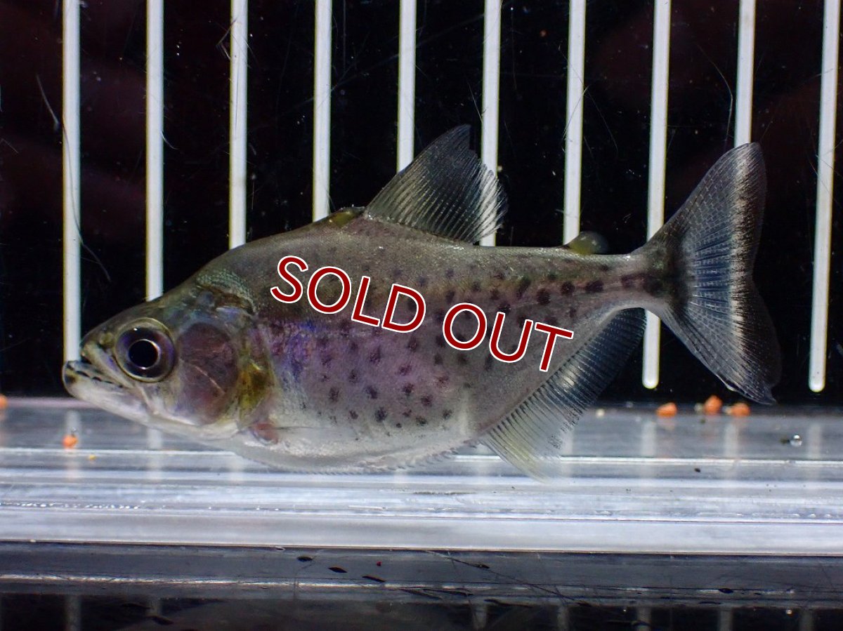 画像1: 【淡水魚】【通販】特価 人工飼料OK  ブラックピラニア ペルー産 ワイルド【1匹 サンプル画像】(±7cm)(大型魚)(生体)(熱帯魚)NKO (1)