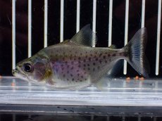 画像1: 【淡水魚】【通販】特価 人工飼料OK  ブラックピラニア ペルー産 ワイルド【1匹 サンプル画像】(±7cm)(大型魚)(生体)(熱帯魚)NKO (1)