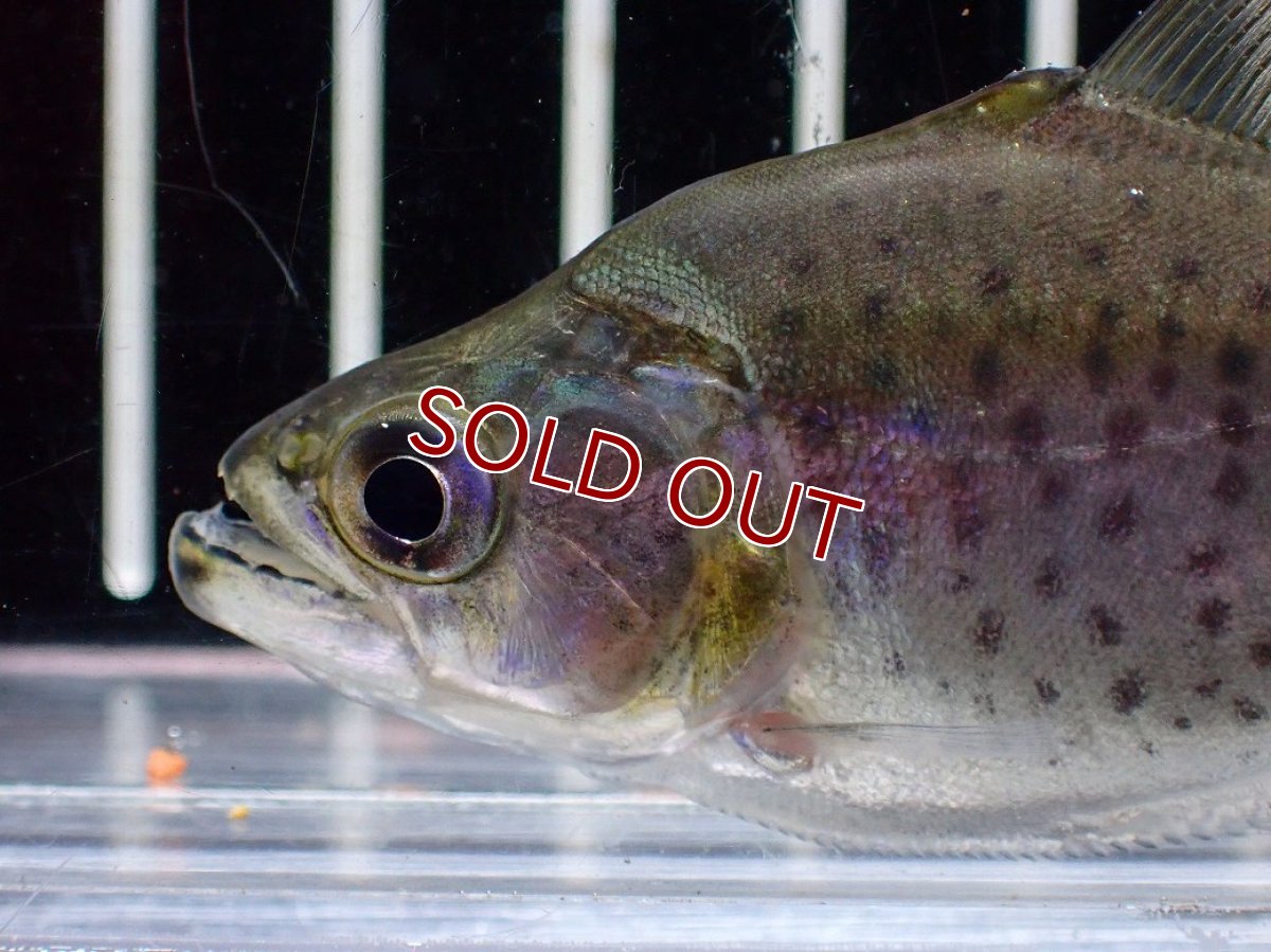 画像2: 【淡水魚】【通販】特価 人工飼料OK  ブラックピラニア ペルー産 ワイルド【1匹 サンプル画像】(±7cm)(大型魚)(生体)(熱帯魚)NKO (2)