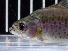 画像2: 【淡水魚】【通販】特価 人工飼料OK  ブラックピラニア ペルー産 ワイルド【1匹 サンプル画像】(±7cm)(大型魚)(生体)(熱帯魚)NKO (2)
