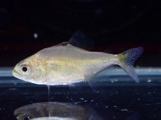 画像1: 【淡水魚】【通販】エロンガータピラニア ペルー産 ワイルド【１匹 サンプル画像】(±2cm)(大型魚)(生体)(熱帯魚)NKO (1)