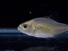 画像2: 【淡水魚】【通販】エロンガータピラニア ペルー産 ワイルド【１匹 サンプル画像】(±2cm)(大型魚)(生体)(熱帯魚)NKO (2)