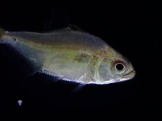 画像3: 【淡水魚】【通販】エロンガータピラニア ペルー産 ワイルド【１匹 サンプル画像】(±2cm)(大型魚)(生体)(熱帯魚)NKO (3)