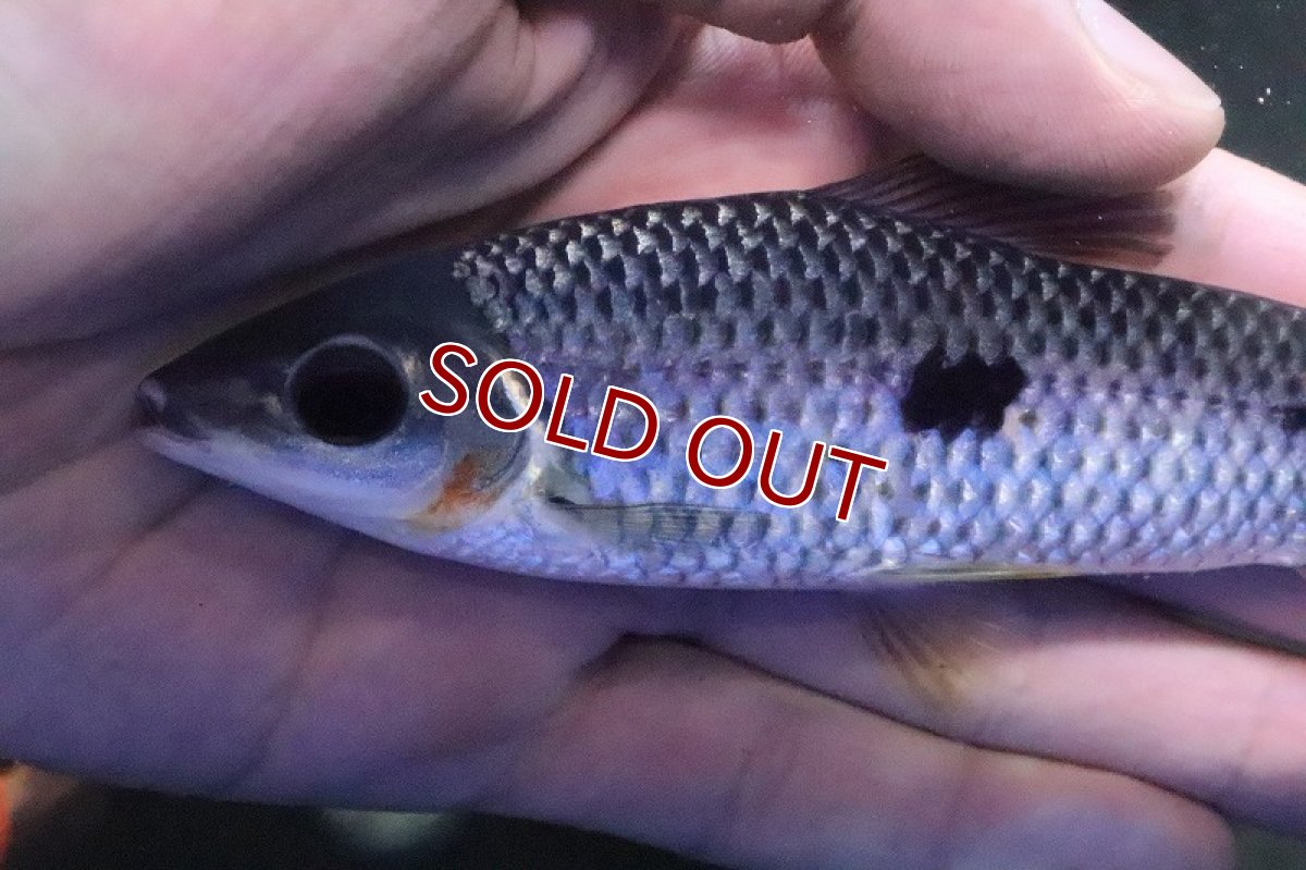 画像2: 【淡水魚】大きめ レポリヌス ステイヤーマーキー コロンビア産 ワイルド【１匹】(±12-14cm)(レポリヌス)(生体)(熱帯魚)ＮＫＣＫ (2)