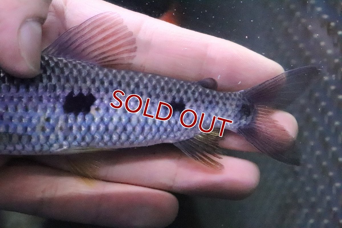 画像3: 【淡水魚】大きめ レポリヌス ステイヤーマーキー コロンビア産 ワイルド【１匹】(±12-14cm)(レポリヌス)(生体)(熱帯魚)ＮＫＣＫ (3)