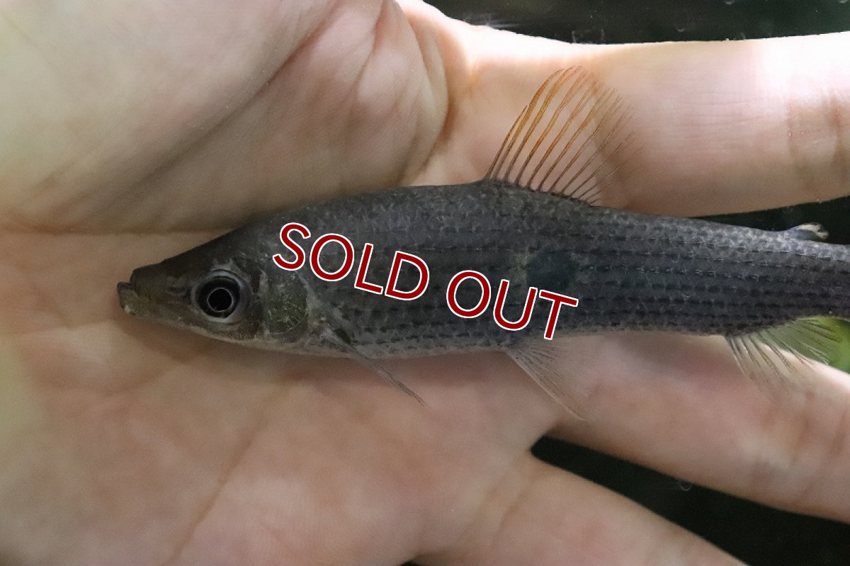 画像2: 【淡水魚】特価 レポリヌスspパープル ワイルド【１匹】(±10-12cm)(珍カラ)(生体)(熱帯魚)ＮＫＣＫ (2)