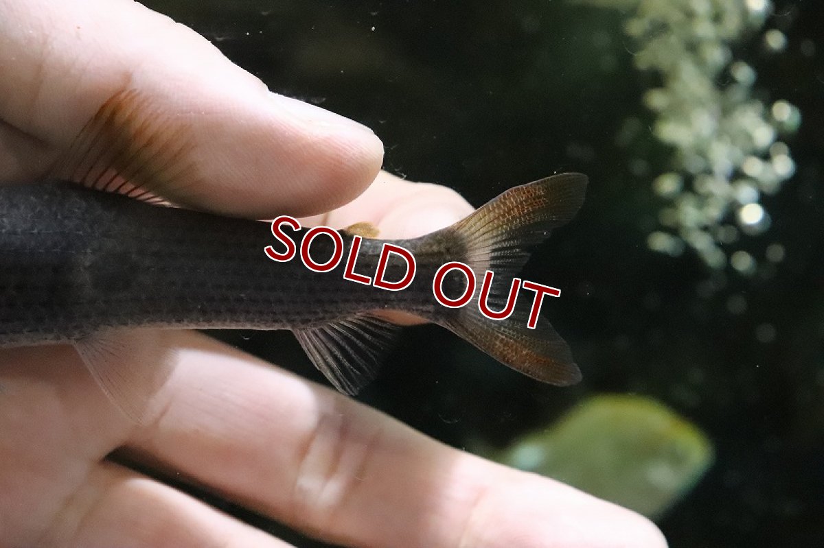 画像3: 【淡水魚】特価 レポリヌスspパープル ワイルド【１匹】(±10-12cm)(珍カラ)(生体)(熱帯魚)ＮＫＣＫ (3)