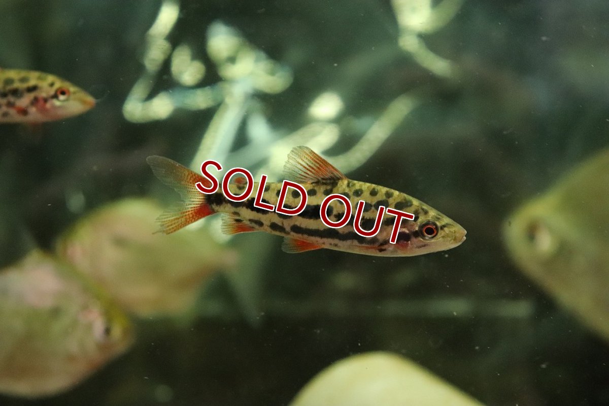 画像2: 【淡水魚】大特価 レポリヌス ガラナストロベリー【1匹 サンプル画像】(±5-6cm)(珍カラ)（生体）（熱帯魚）NKＣＫ (2)