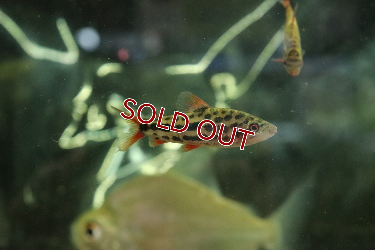 画像3: 【淡水魚】大特価 レポリヌス ガラナストロベリー【1匹 サンプル画像】(±5-6cm)(珍カラ)（生体）（熱帯魚）NKＣＫ (3)