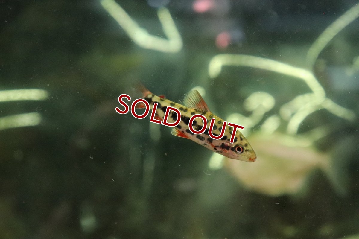 画像4: 【淡水魚】大特価 レポリヌス ガラナストロベリー【1匹 サンプル画像】(±5-6cm)(珍カラ)（生体）（熱帯魚）NKＣＫ (4)